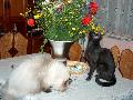 Petra s Kitty a befogadott hzi cicus